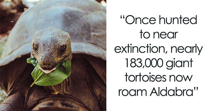 Giant Tortoises On This Remote Atoll Now Outnumber The Human Population Of Seychelles