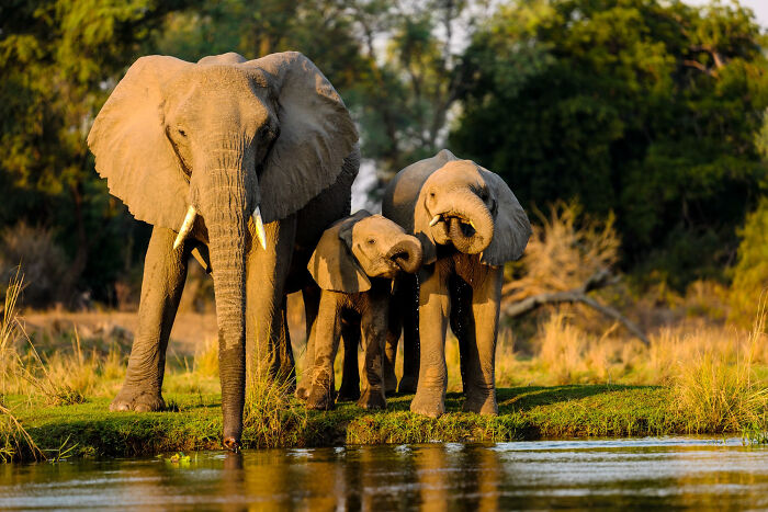 An elephant family standing together in a riverbed, inspiring quick-fire jokes about nature.