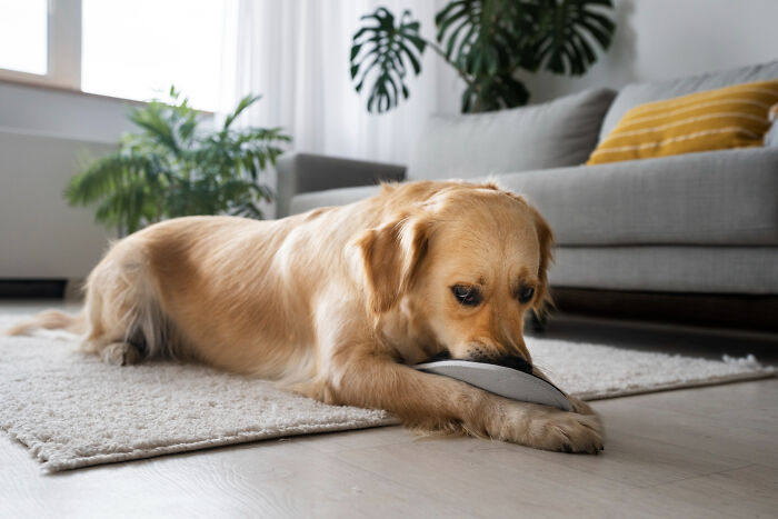 Golden retriever chewing a shoe on the floor inspiring quick-fire jokes.