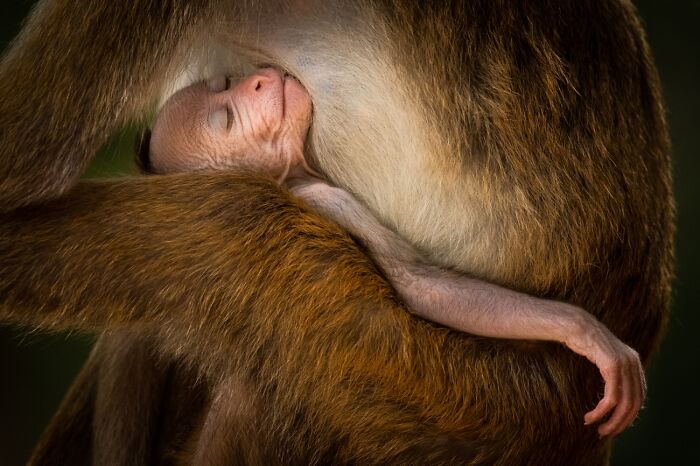 Wildlife close-up of baby monkey sleeping in mother's arms