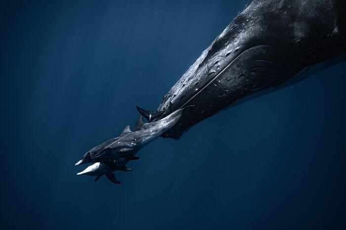 Humpback whale and calf swimming together underwater wildlife photo