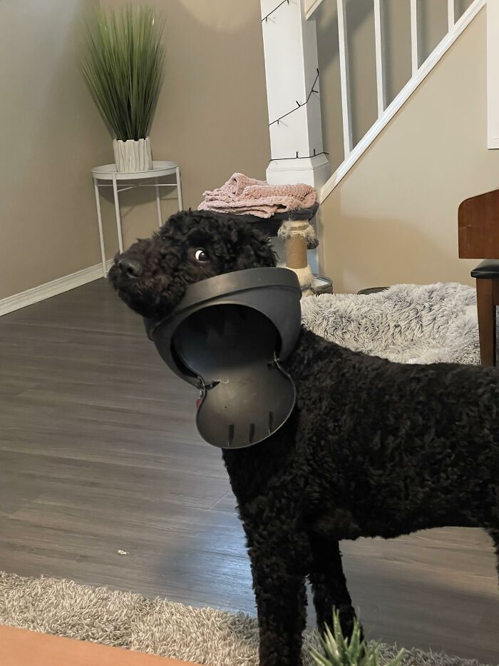 Black curly dog with plastic collar stuck on neck indoors