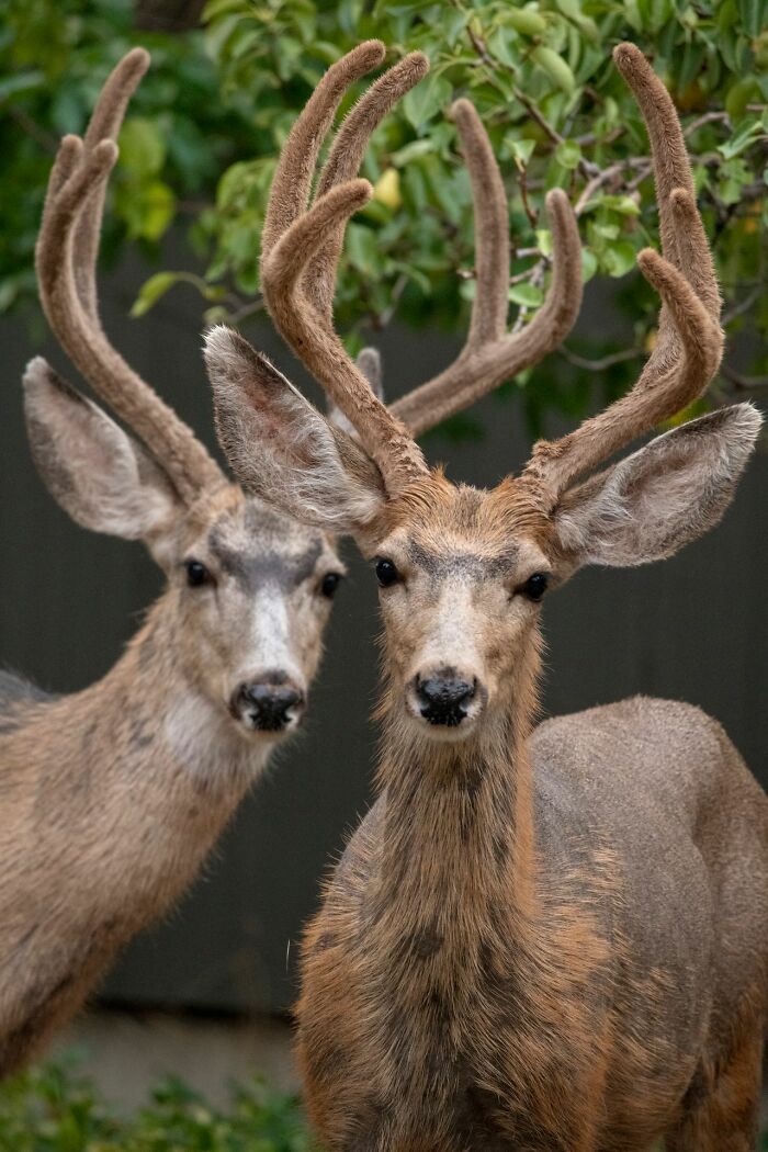Two young male deer with velvet antlers looking at the camera during true stories.