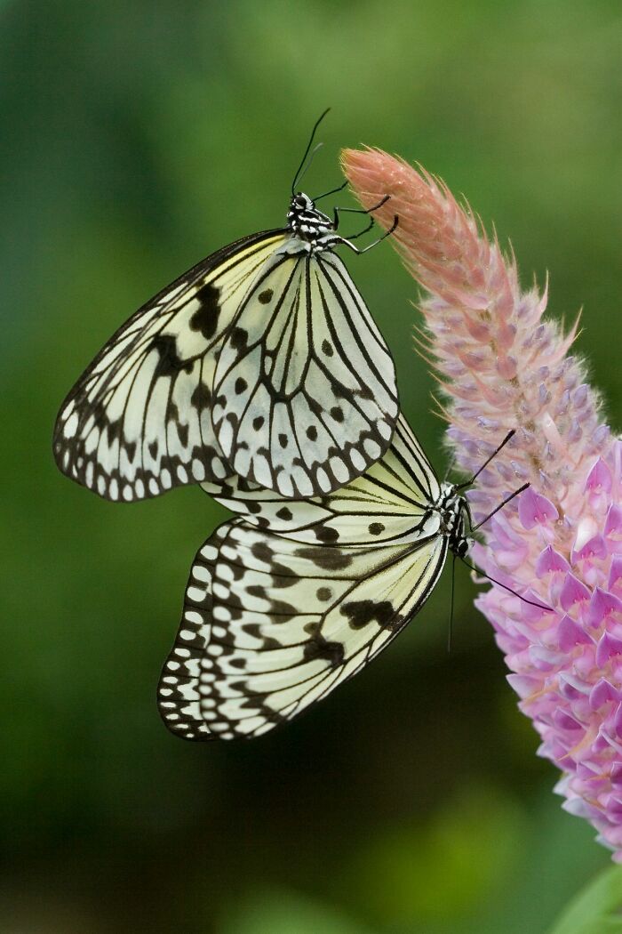 Two white and black butterflies resting on a pink flower, illustrating true stories people share.