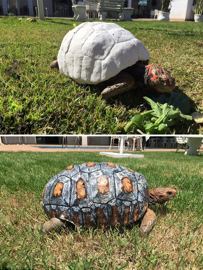 Tortoise shown with custom 3D printer shell prototype and final painted replacement shell in a backyard