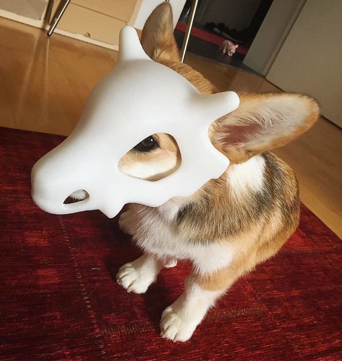 A fluffy corgi wearing a white Cubone skull mask made with a 3D printer