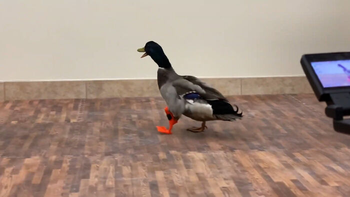 A mallard duck walking on a wooden floor using an orange 3D printer prosthetic leg, showing human ingenuity.