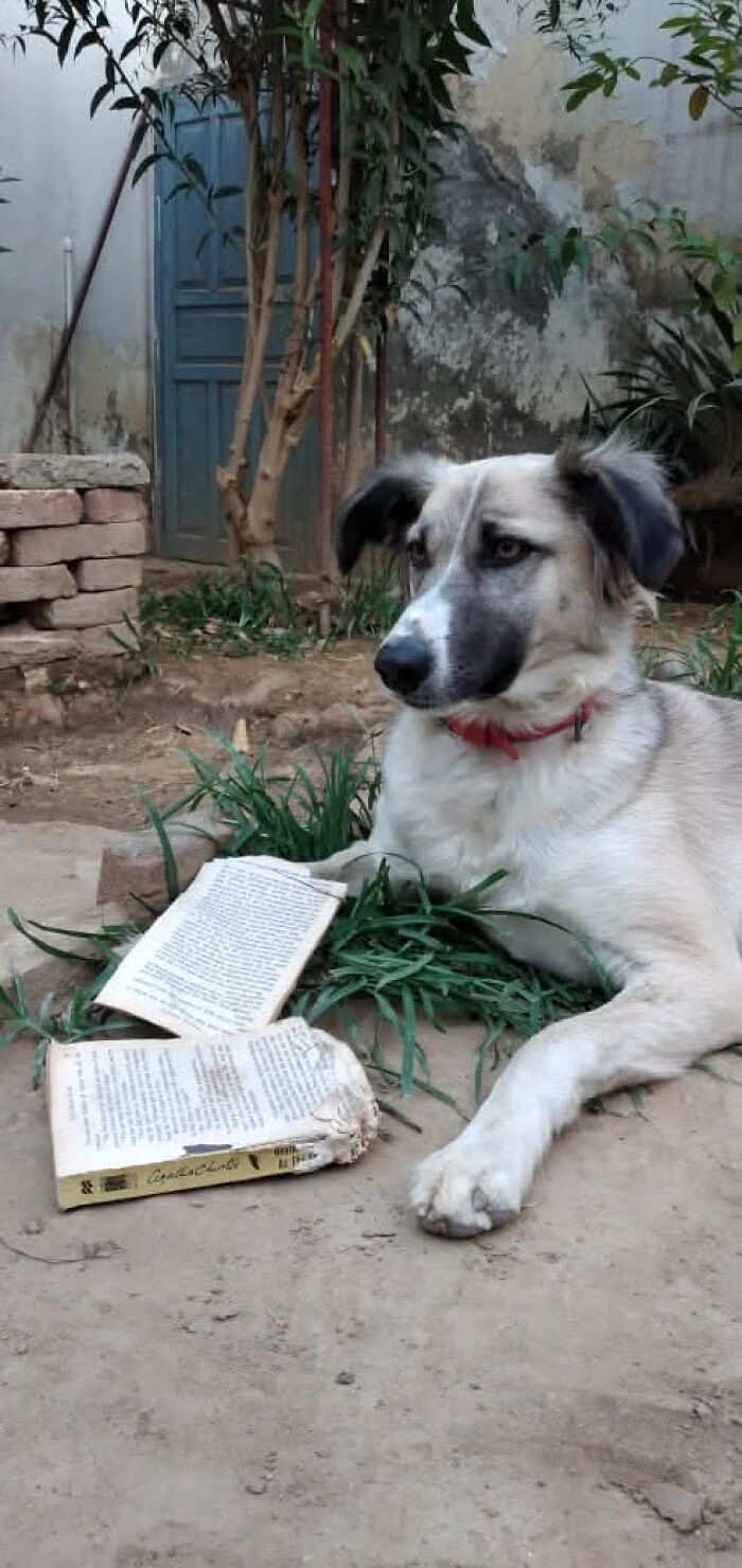 Dog lying outside with chewed up book pages scattered around