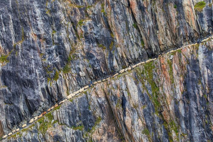 Aerial wildlife photo of herd crossing narrow mountain path