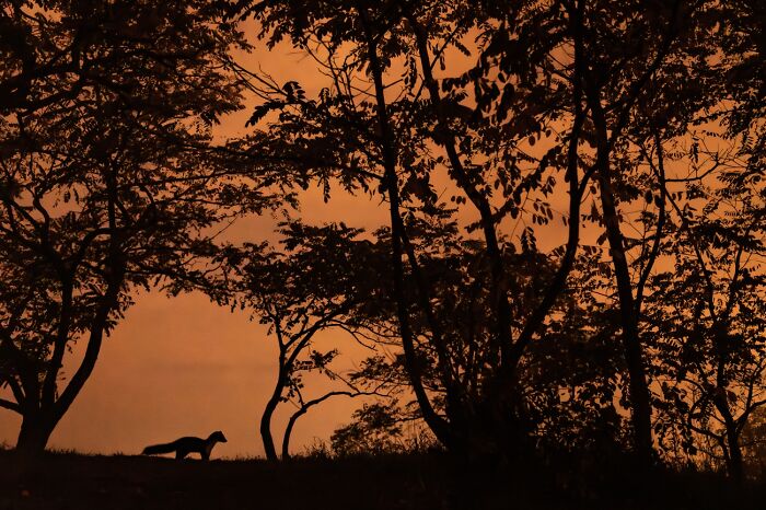 Silhouette of animal in forest at sunset wildlife photo