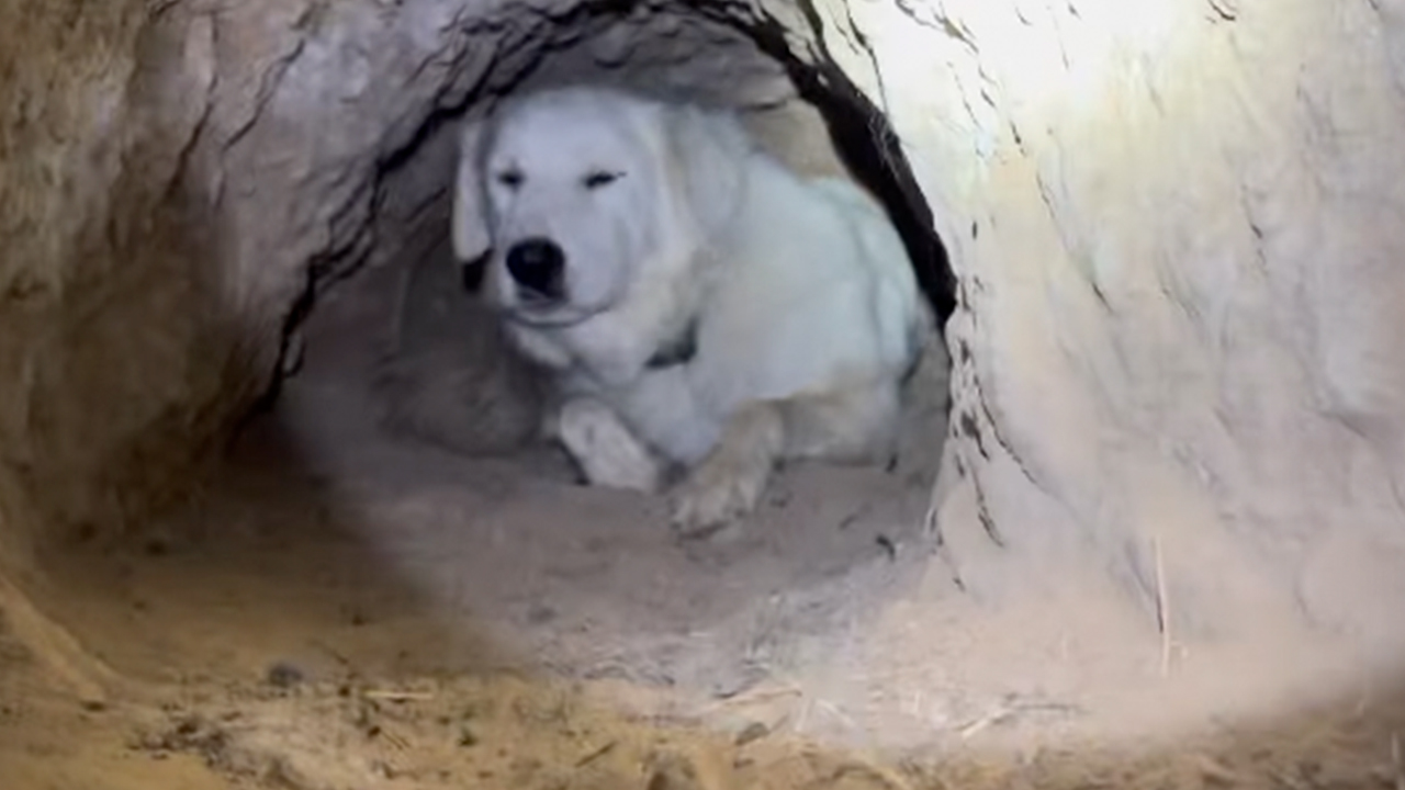 Dog Goes Viral After Owner Reveals The Enormous Underground Home She Dug All By Herself