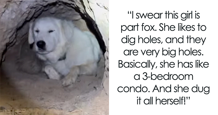 Dog Goes Viral After Owner Reveals The Enormous Underground Home She Dug All By Herself
