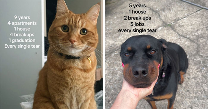 This Viral TikTok Post Turned Into A Heartwarming Comment Section Full Of Pet Stories (100 Pics)