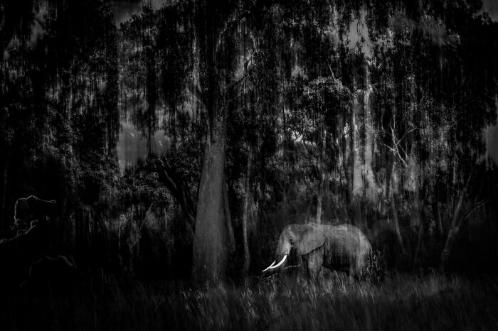 Black and white wildlife photo of elephant in dark forest