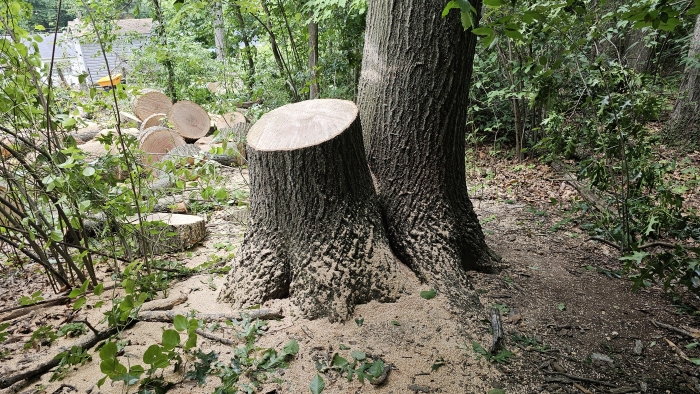 Large stump of a cut down healthy 89-year-old oak tree surrounded by sawdust. Large stump of a cut down healthy 89-year-old oak tree surrounded by sawdust.