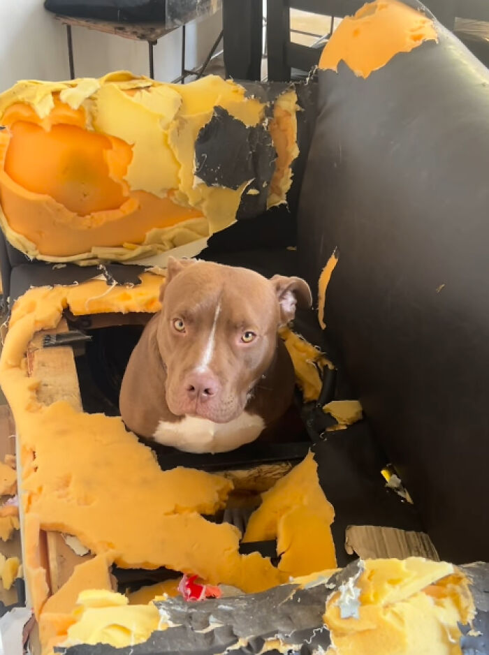 Pit bull sitting in destroyed couch filled with torn foam showing dog damage trouble
