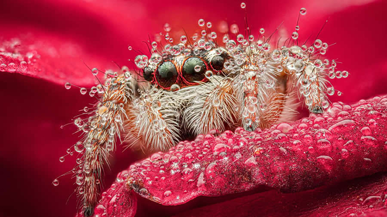 Dragonflies, Ladybugs And Flowers Covered In Dew: 23 Stunning Macro Photos Shared By 35AWARDS