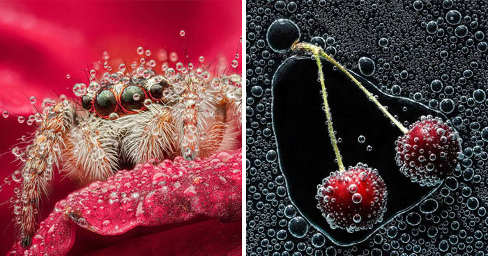 Dragonflies, Ladybugs And Flowers Covered In Dew: 23 Stunning Macro Photos Shared By 35AWARDS