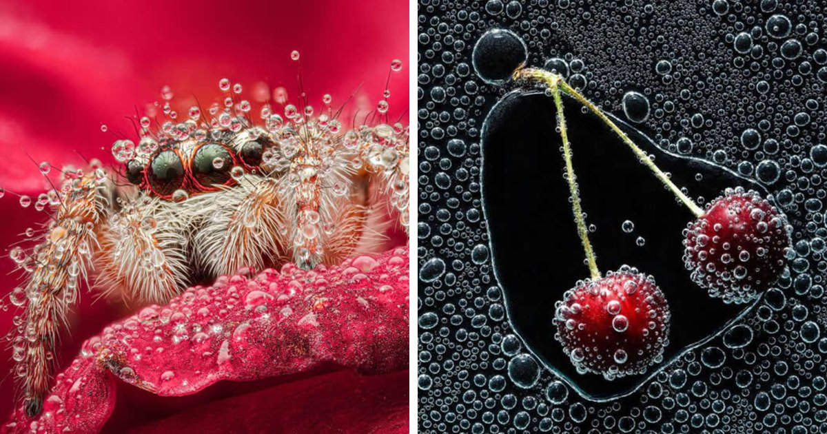 Dragonflies, Ladybugs And Flowers Covered In Dew: 23 Stunning Macro Photos Shared By 35AWARDS