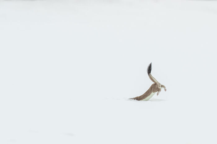 Small stoat headfirst diving into deep white snow, captured in a stunning Npoty wildlife shot.
