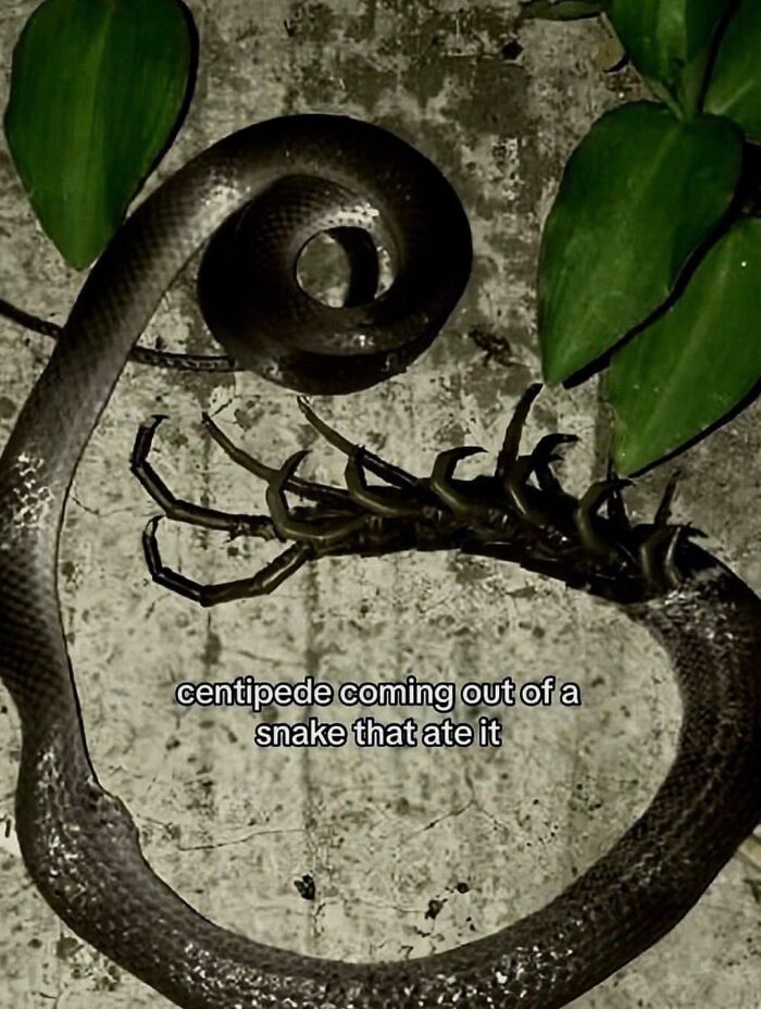 A centipede bursting out from the side of a snake, among cursed images of nature.
