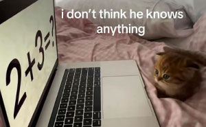66 Absurd Internet Posts That Somehow Get Weirder The Longer You Look