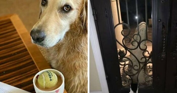70 Mildly Amusing Photos That Might Bring You Joy