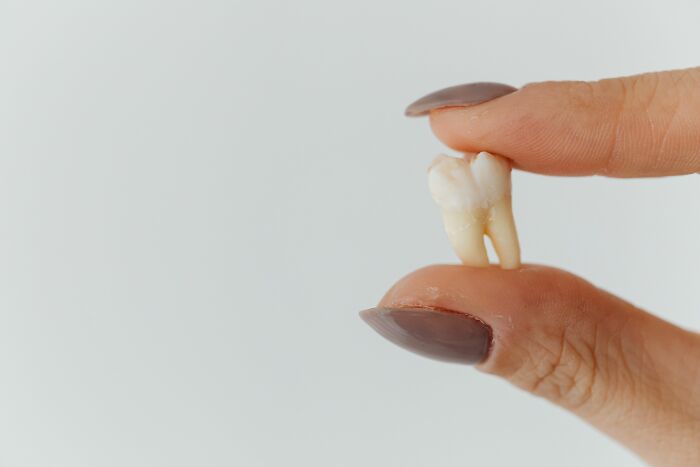 Fingers holding an extracted human tooth, showcasing human body facts about teeth.