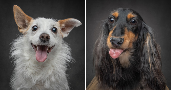 “Who’s Your Doggy”: This Artist Interviewed Dogs And Compiled Their Heartwarming Stories In A Book (22 New Pics)