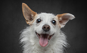 “Who’s Your Doggy”: This Artist Interviewed Dogs And Compiled Their Heartwarming Stories In A Book (22 New Pics)