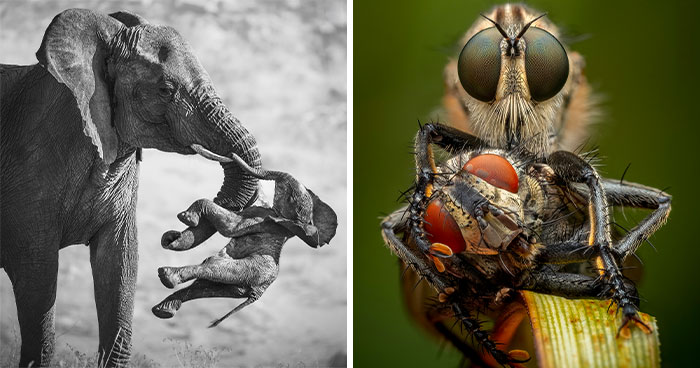 The Wildlife Photographer Of The Year 2026 Winners Are Gorgeous And Heartbreaking (19 Pics)