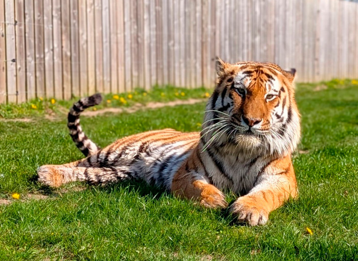 Tiger resting on grass inside fenced area illustrating tiger enclosure Tiger resting on grass inside fenced area illustrating tiger enclosure