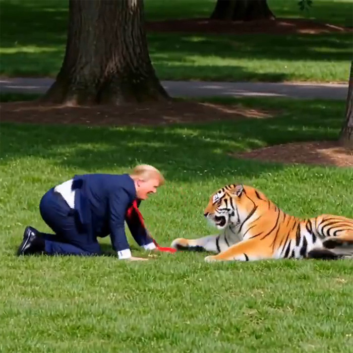 Man in suit kneeling near large tiger on grass family tiger enclosure Man in suit kneeling near large tiger on grass family tiger enclosure