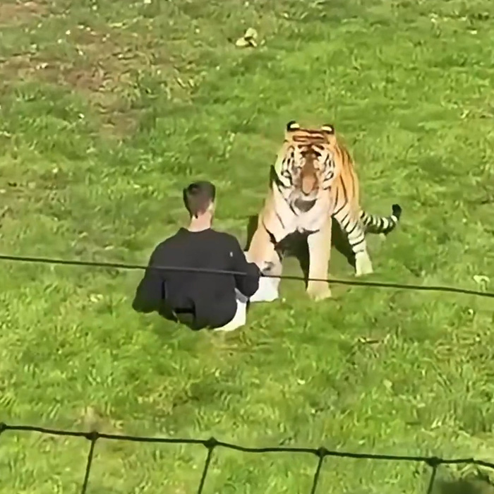 Person sitting near tiger in enclosure family tiger incident Person sitting near tiger in enclosure family tiger incident