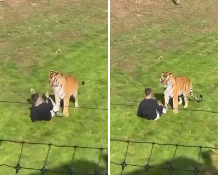 Man inside tiger enclosure at UK wildlife park with tiger nearby on grass Man inside tiger enclosure at UK wildlife park with tiger nearby on grass