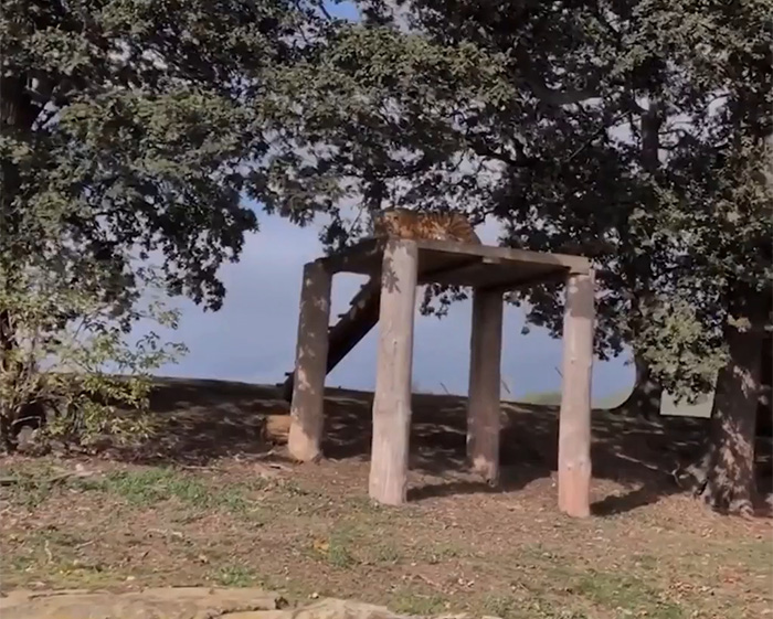 Tiger resting on wooden platform inside UK wildlife park enclosure Tiger resting on wooden platform inside UK wildlife park enclosure