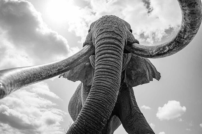 Low angle black and white wildlife photo capturing a massive elephant with long curved tusks under a cloudy sky