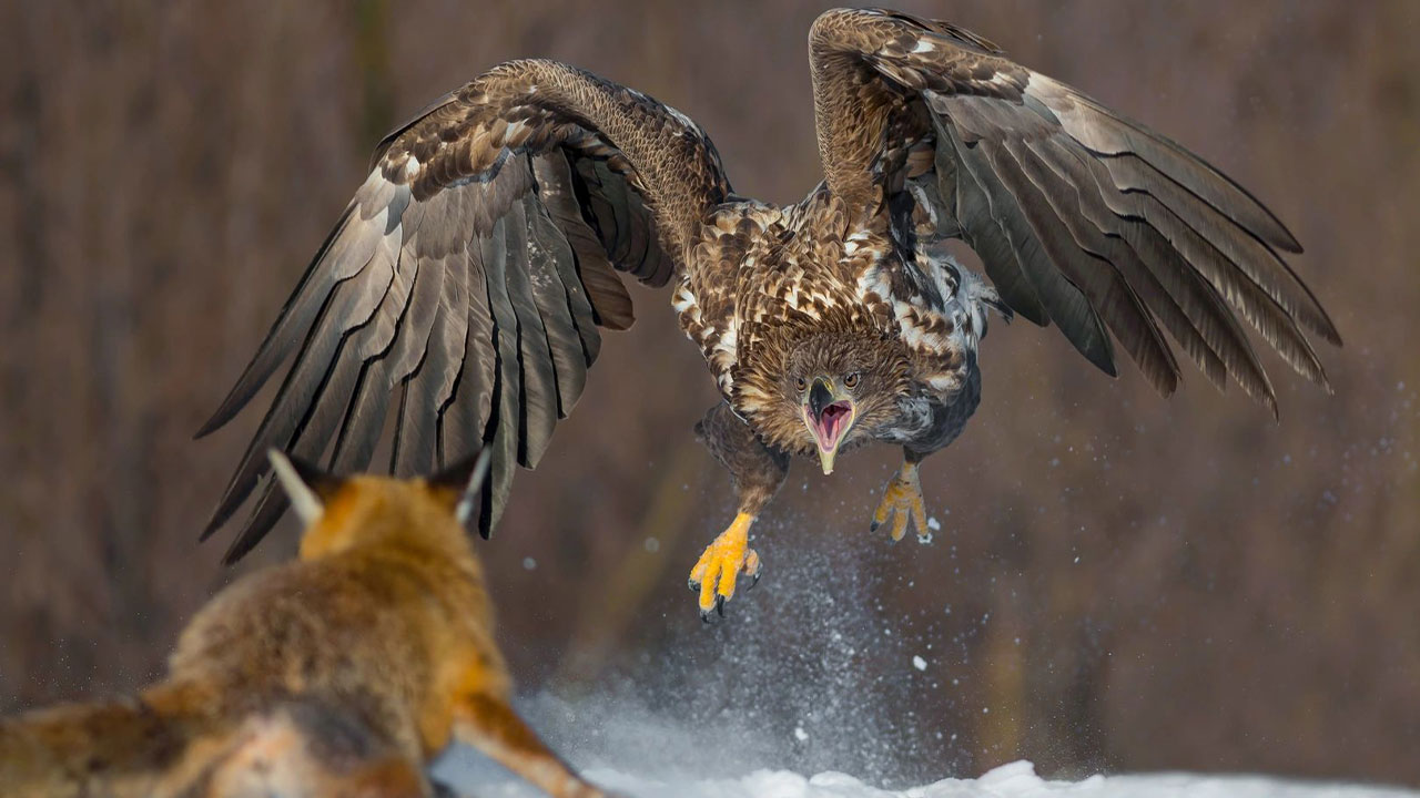 62 Stunning Photos From The Ournature Environmental Photo Awards 2026