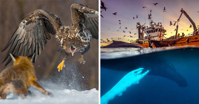62 Stunning Photos From The Ournature Environmental Photo Awards 2026
