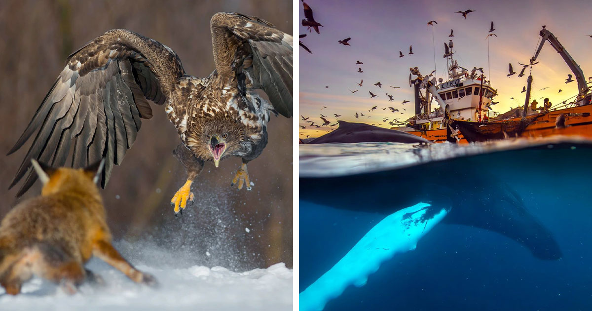 62 Stunning Photos From The Ournature Environmental Photo Awards 2026