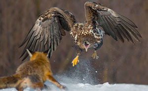62 Stunning Photos From The Ournature Environmental Photo Awards 2026