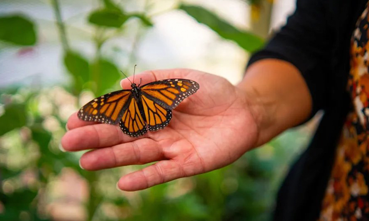 Wisconsin’s Prison Butterfly Program Is Helping Save Monarch Butterflies, All With 20 Inmates
