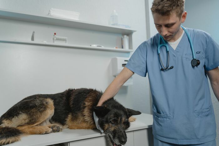 Male veterinarian examining a calm German Shepherd on a table, on stories of behaving like the world owed them everything