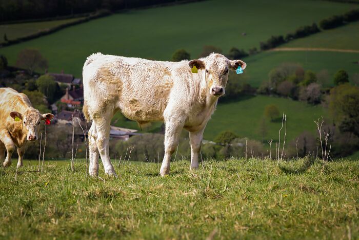 A young cow standing in a grassy field, reflecting stories of people behaving like the world owed them everything.