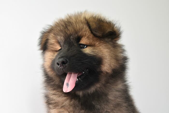 Fluffy puppy with its tongue out, bringing joy in contrast to people behaving like the world owed them everything.