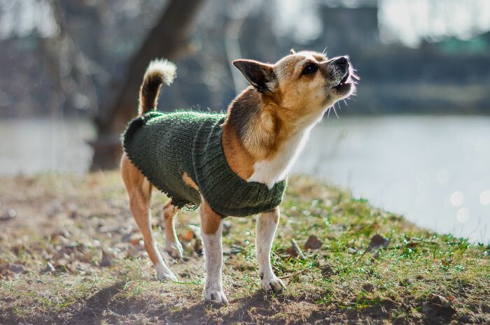 A small dog in a green sweater, reminding us of people behaving like the world owed them everything.