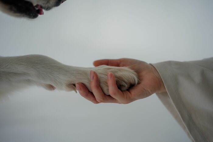 Close-up of a human hand holding a dog's paw in gentle connection