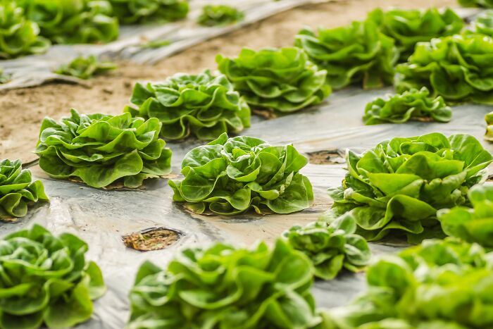 Close-up of green lettuce plants growing in rows on farm