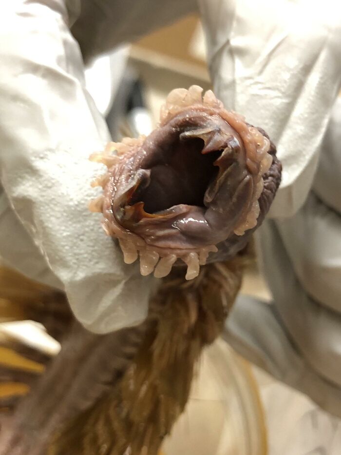 Gloved hand holding a close-up of a penguin mouth, showing interesting and cool sharp teeth