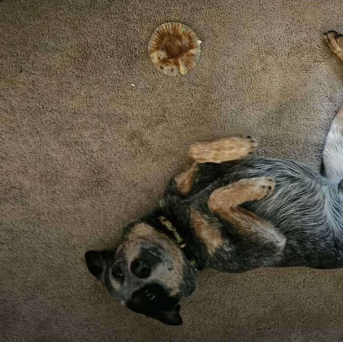 Dog lying on carpet next to chewed muffin top after trouble